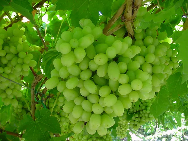 Indian_Green_Grapes_Fruit_Shrub_Plant_&_Tree_For_Home_Garden_(1.5-3.5_Ft_Height)_Pack_Of_1