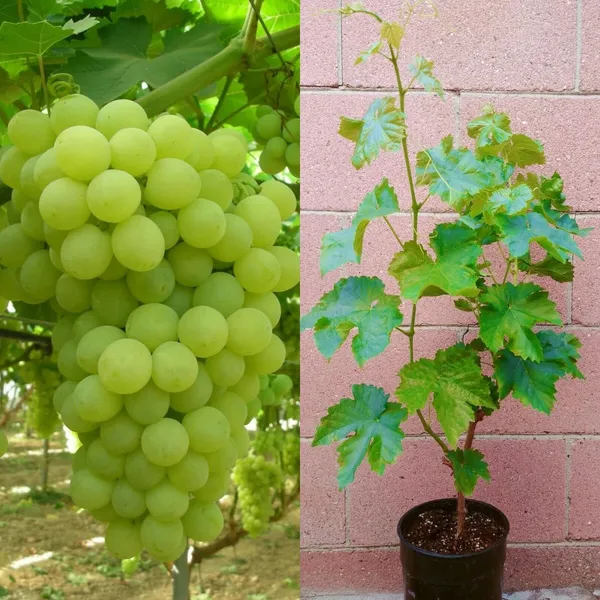 Indian_Green_Grapes_Fruit_Shrub_Plant_&_Tree_For_Home_Garden_(1.5-3.5_Ft_Height)_Pack_Of_1