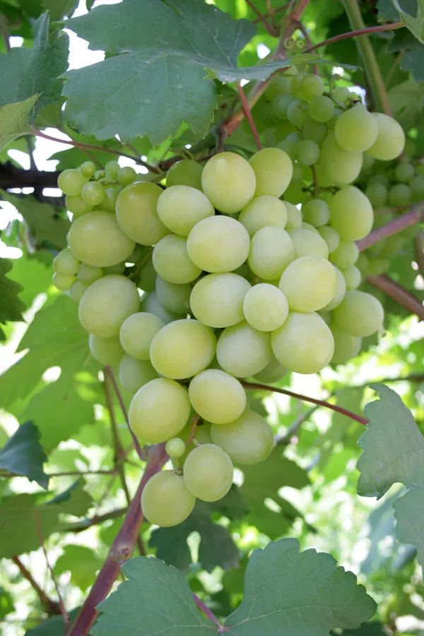 Indian_Green_Grapes_Fruit_Shrub_Plant_&_Tree_For_Home_Garden_(1.5-3.5_Ft_Height)_Pack_Of_1