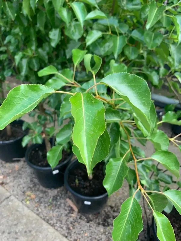 Punjab_Nakh_pear_/Naspati__Plant_&_Tree_For_Home_Garden_(1.5-3.5_Ft_Height)_Pack_Of_1