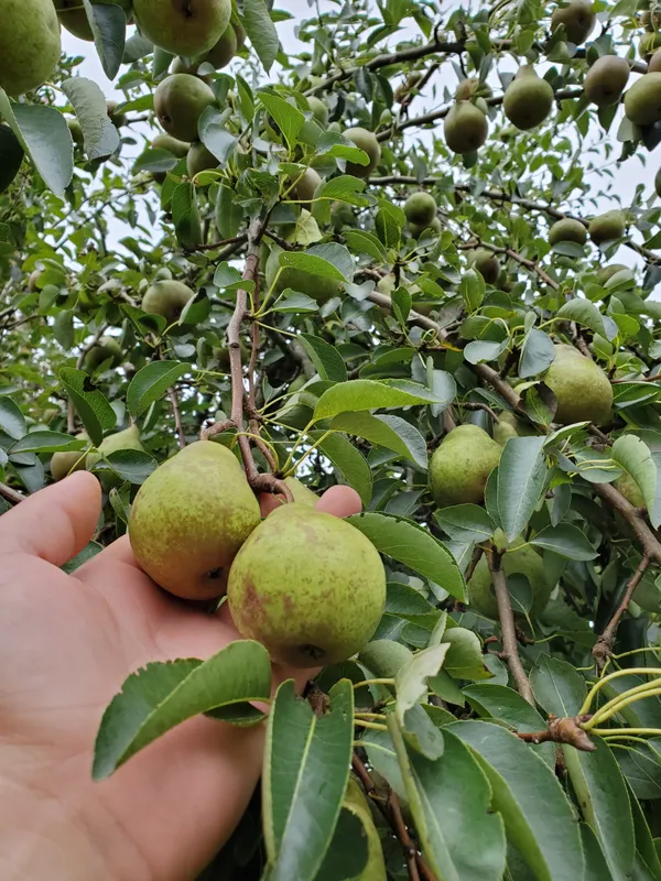 Punjab_Nakh_pear_/Naspati__Plant_&_Tree_For_Home_Garden_(1.5-3.5_Ft_Height)_Pack_Of_1