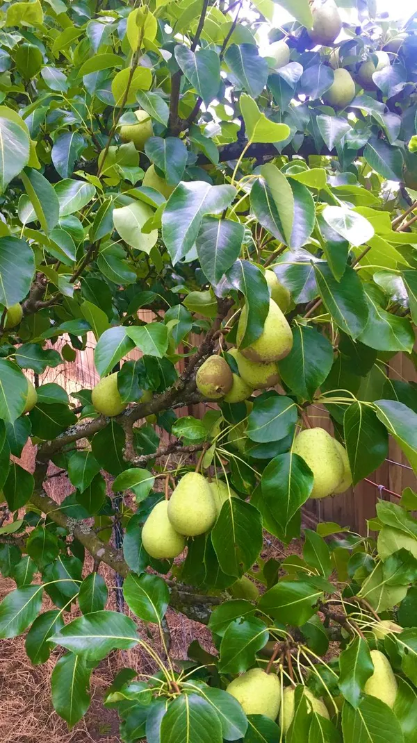 Punjab_Nakh_pear_/Naspati__Plant_&_Tree_For_Home_Garden_(1.5-3.5_Ft_Height)_Pack_Of_1