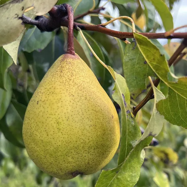 Punjab_Nakh_pear_/Naspati__Plant_&_Tree_For_Home_Garden_(1.5-3.5_Ft_Height)_Pack_Of_1