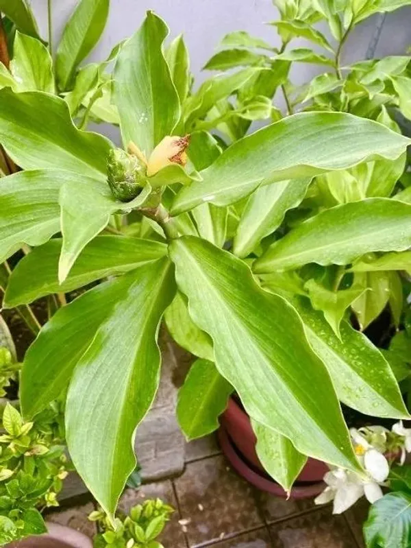 Insulin_Plant_(Costus_Igneus)_Medicinal_Herbal_Plant_|_Easy-to-Grow_Outdoor_&_Indoor_Garden_Plant_|_Pack_Of_1