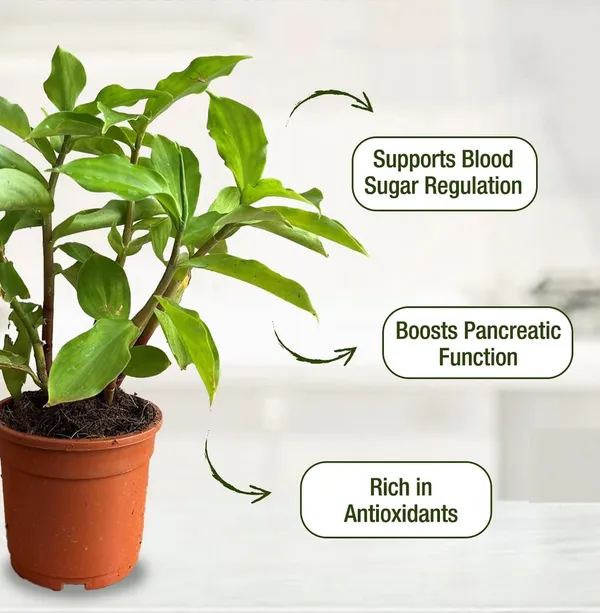 Insulin_Plant_(Costus_Igneus)_Medicinal_Herbal_Plant_|_Easy-to-Grow_Outdoor_&_Indoor_Garden_Plant_|_Pack_Of_1