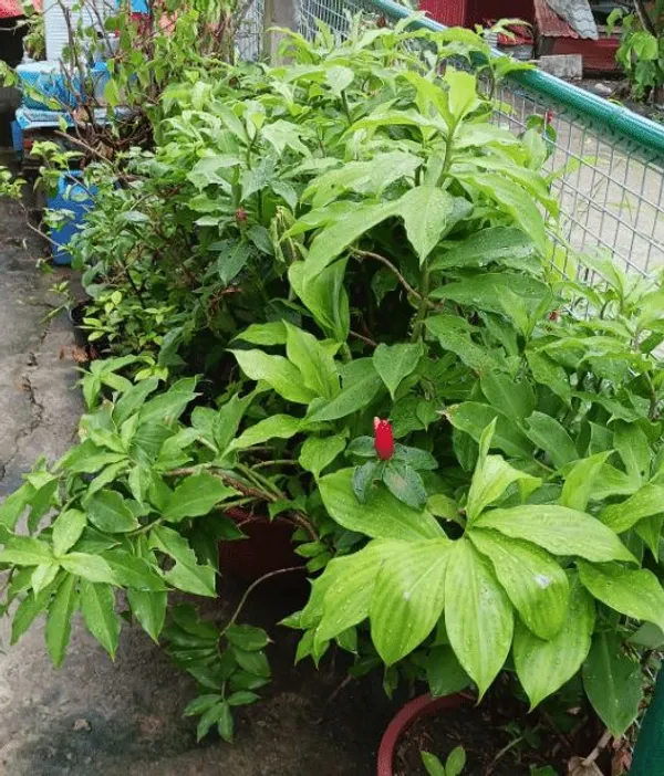 Insulin_Plant_(Costus_Igneus)_Medicinal_Herbal_Plant_|_Easy-to-Grow_Outdoor_&_Indoor_Garden_Plant_|_Pack_Of_1