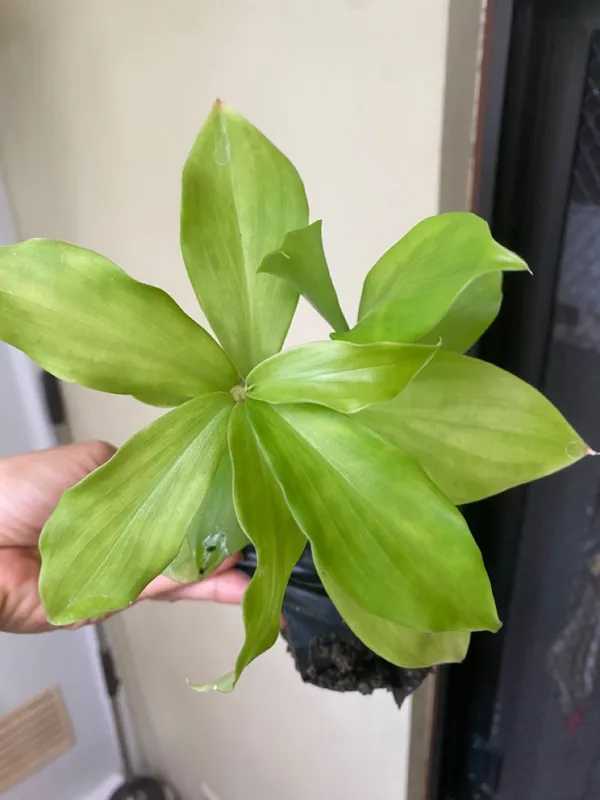 Insulin_Plant_(Costus_Igneus)_Medicinal_Herbal_Plant_|_Easy-to-Grow_Outdoor_&_Indoor_Garden_Plant_|_Pack_Of_1