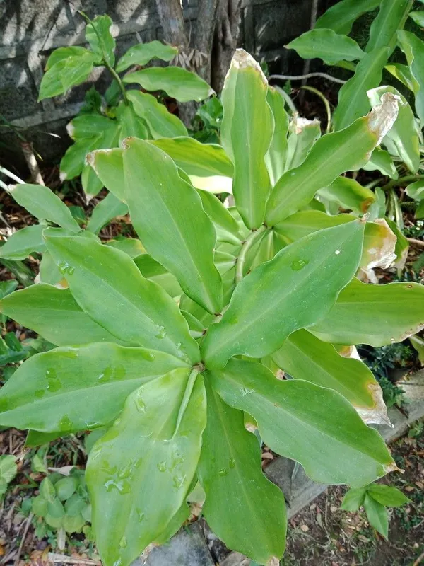 Insulin_Plant_(Costus_Igneus)_Medicinal_Herbal_Plant_|_Easy-to-Grow_Outdoor_&_Indoor_Garden_Plant_|_Pack_Of_1