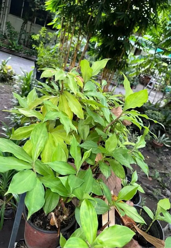 Insulin_Plant_(Costus_Igneus)_Medicinal_Herbal_Plant_|_Easy-to-Grow_Outdoor_&_Indoor_Garden_Plant_|_Pack_Of_1