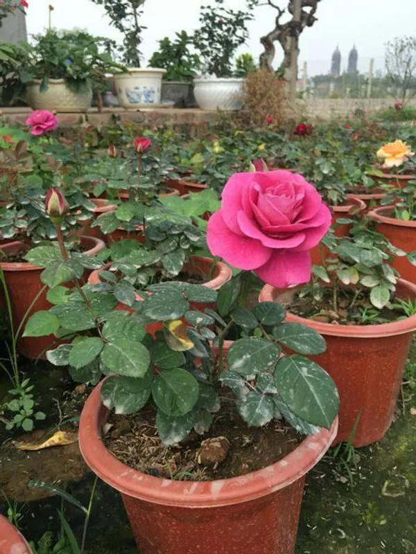 Attractive_Pink_Rose_Flower_Plant_|_Fragrant,_Long-Blooming_Variety_|_Perfect_for_Garden,_Balcony_&_Outdoor_Landscaping