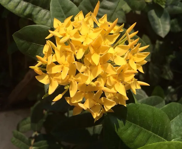 Ixora_(Yellow)_Flowering_Plant_&_Tree_For_Shrub/Bush/Home_Garden_(Hybrid,_Pack_Of_1)