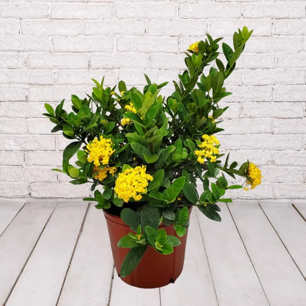 Ixora_(Yellow)_Flowering_Plant_&_Tree_For_Shrub/Bush/Home_Garden_(Hybrid,_Pack_Of_1)