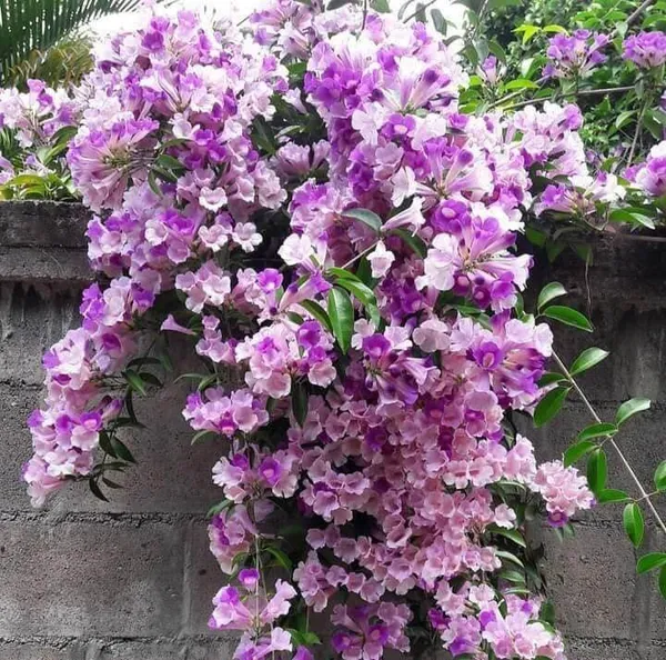 Garlic_Vine_flower__Plant_|_Creeper_Flower_plant_|_Dwarf_Varify_|_Air_Layering_Plant
