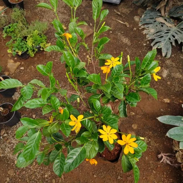 Goldren_Yellow_Ghandaraj_Flower_Highly_Fragrant_Plant_&_Tree_(Pack_Of_1)