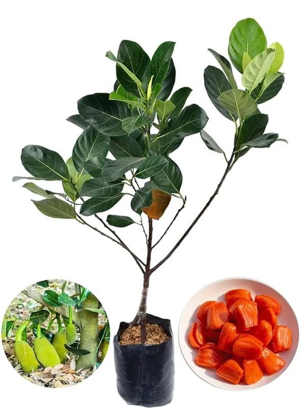 Red_Jackfruit_Healthy_Fruit__Plant_&_Tree_For_Home_Gardening_(Hybrid,_Pack_Of_1)