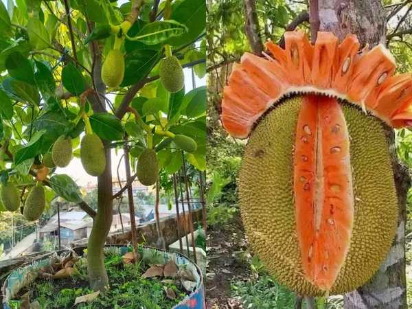 Red_Jackfruit_Healthy_Fruit__Plant_&_Tree_For_Home_Gardening_(Hybrid,_Pack_Of_1)