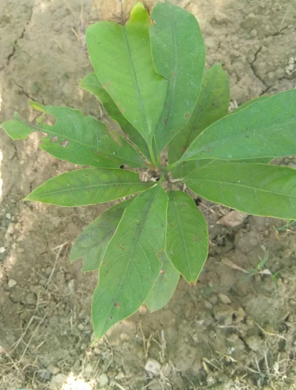 Jaiphal_Highly_Benefited_Spices_Plant_With_Amazing_Fragrance,_Well_Watered_Hybrid_JayaphalJaifal_Plant_(1.5-3.5_Ft_Height)_Pack_Of_1
