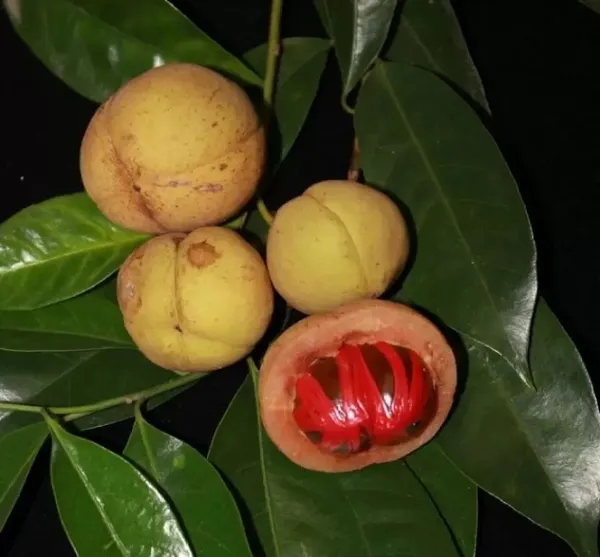 Jaiphal_Highly_Benefited_Spices_Plant_With_Amazing_Fragrance,_Well_Watered_Hybrid_JayaphalJaifal_Plant_(1.5-3.5_Ft_Height)_Pack_Of_1