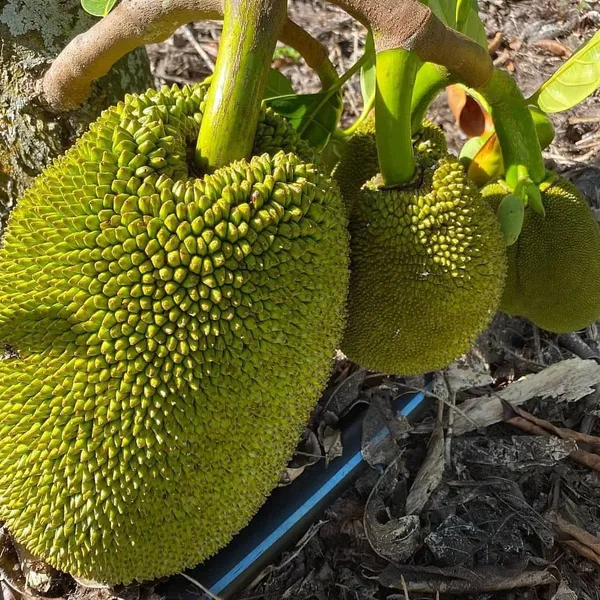 Jambo_Size_All_Time_Jackfruit_Plant_&_Tree_(1.5-3.5_Ft_Height)_For_Your_Sweet_Home_Garden,_Well_Watered_Jackfruit_Plant_(Pack_Of_1)