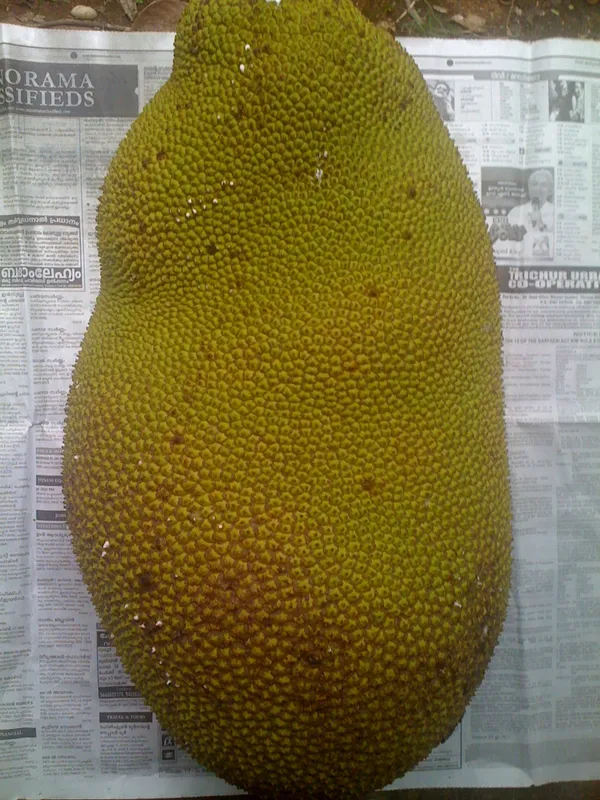 Jambo_Size_All_Time_Jackfruit_Plant_&_Tree_(1.5-3.5_Ft_Height)_For_Your_Sweet_Home_Garden,_Well_Watered_Jackfruit_Plant_(Pack_Of_1)