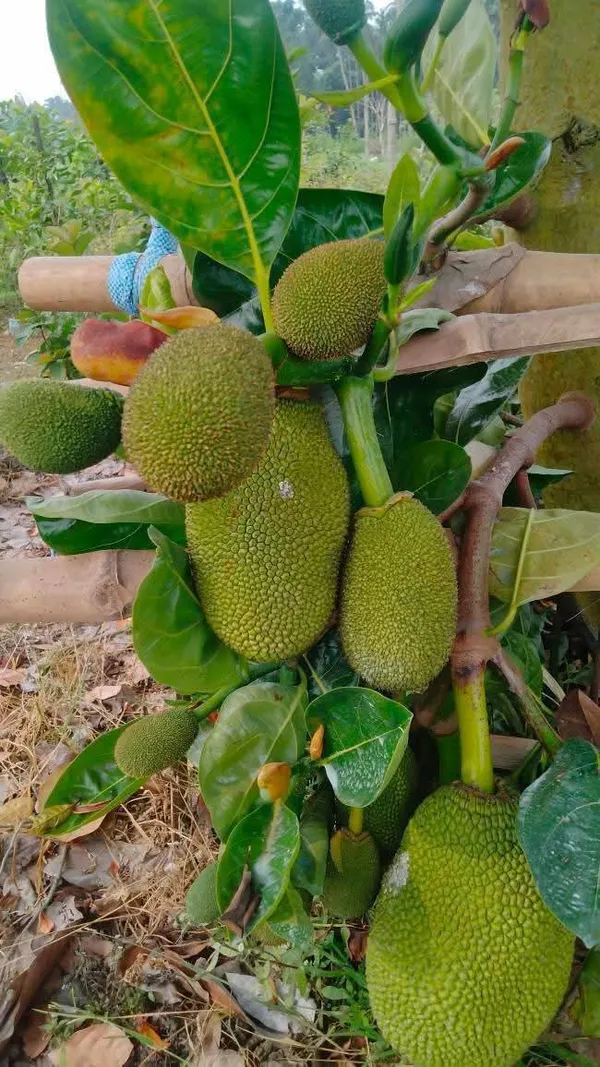 Jambo_Size_All_Time_Jackfruit_Plant_&_Tree_(1.5-3.5_Ft_Height)_For_Your_Sweet_Home_Garden,_Well_Watered_Jackfruit_Plant_(Pack_Of_1)