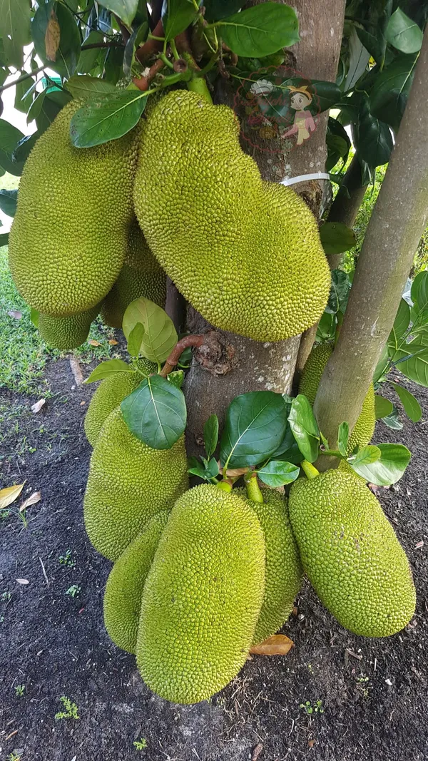 Jambo_Size_All_Time_Jackfruit_Plant_&_Tree_(1.5-3.5_Ft_Height)_For_Your_Sweet_Home_Garden,_Well_Watered_Jackfruit_Plant_(Pack_Of_1)