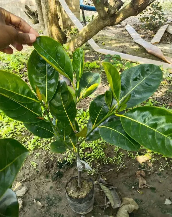 Jambo_Size_All_Time_Jackfruit_Plant_&_Tree_(1.5-3.5_Ft_Height)_For_Your_Sweet_Home_Garden,_Well_Watered_Jackfruit_Plant_(Pack_Of_1)
