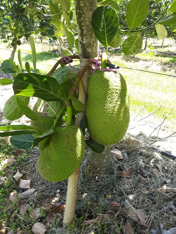 Jambo_Size_All_Time_Jackfruit_Plant_&_Tree_(1.5-3.5_Ft_Height)_For_Your_Sweet_Home_Garden,_Well_Watered_Jackfruit_Plant_(Pack_Of_1)