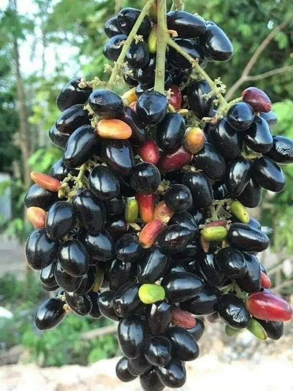 Kg_10_Jamun_Plant_(Java_Plum_/_Black_Plum)_-_Big_Fruit,_High-Yielding_&_Healthy_Fruit_Plant_for_Home_Garden_&_Outdoors