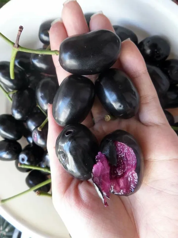Kg_10_Jamun_Plant_(Java_Plum_/_Black_Plum)_-_Big_Fruit,_High-Yielding_&_Healthy_Fruit_Plant_for_Home_Garden_&_Outdoors