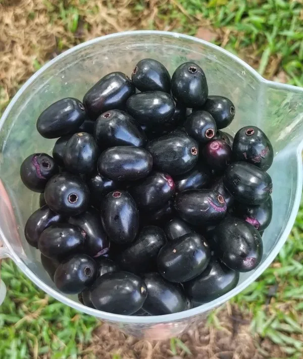 Kg_10_Jamun_Plant_(Java_Plum_/_Black_Plum)_-_Big_Fruit,_High-Yielding_&_Healthy_Fruit_Plant_for_Home_Garden_&_Outdoors