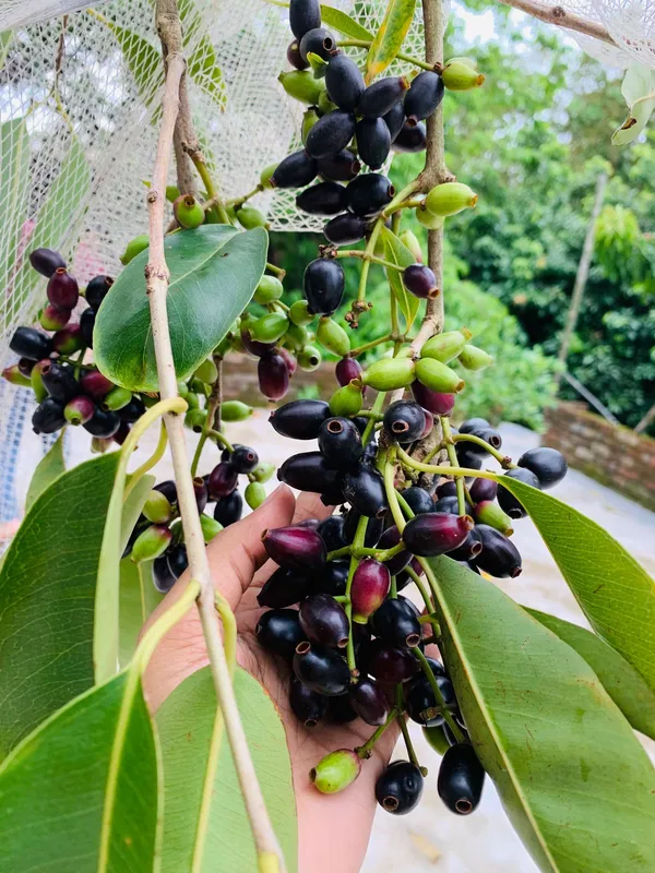 Kg_10_Jamun_Plant_(Java_Plum_/_Black_Plum)_-_Big_Fruit,_High-Yielding_&_Healthy_Fruit_Plant_for_Home_Garden_&_Outdoors