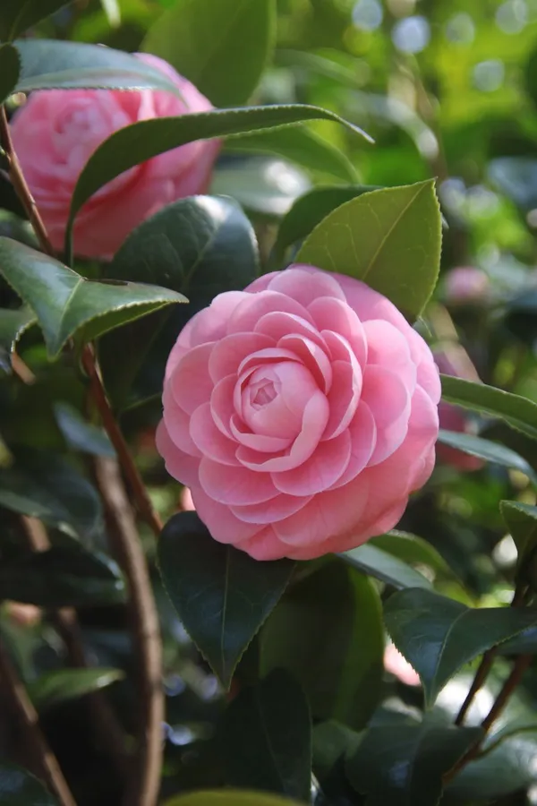 Japanese_Attractive_Pink_Camellia_Flower_Plant_For_Home_Garden_(1.5-3.5_Ft_Height)_Pack_Of_1