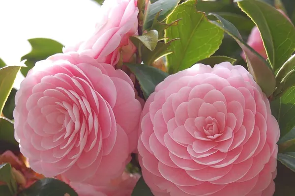 Japanese_Attractive_Pink_Camellia_Flower_Plant_For_Home_Garden_(1.5-3.5_Ft_Height)_Pack_Of_1