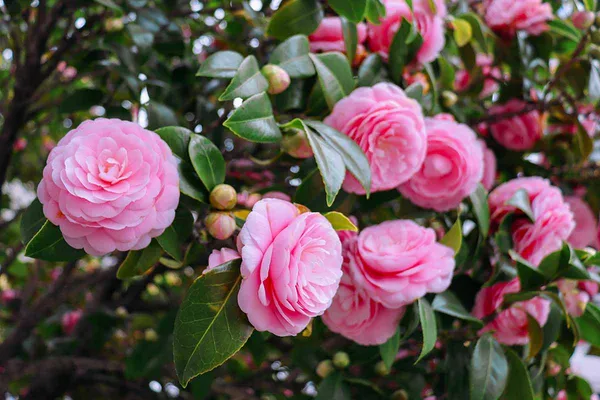Japanese_Attractive_Pink_Camellia_Flower_Plant_For_Home_Garden_(1.5-3.5_Ft_Height)_Pack_Of_1