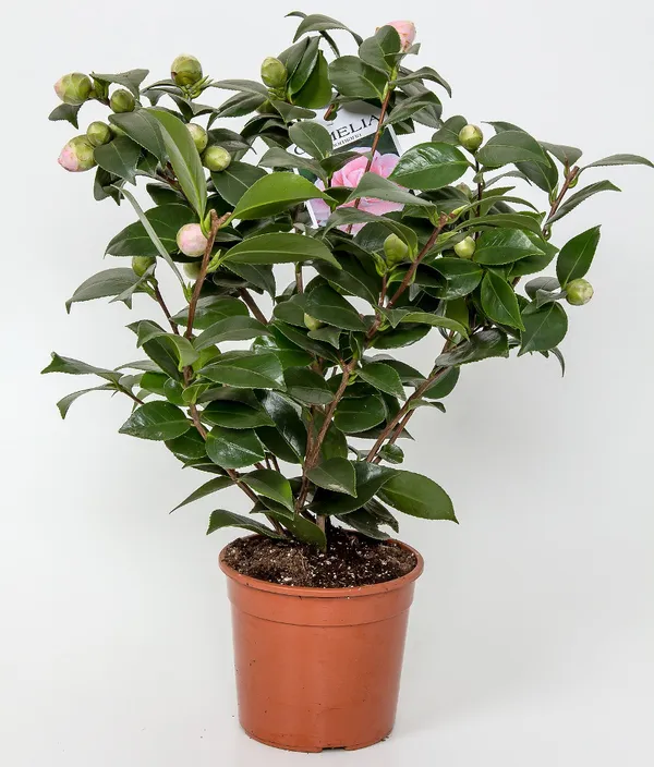 Japanese_Attractive_Pink_Camellia_Flower_Plant_For_Home_Garden_(1.5-3.5_Ft_Height)_Pack_Of_1
