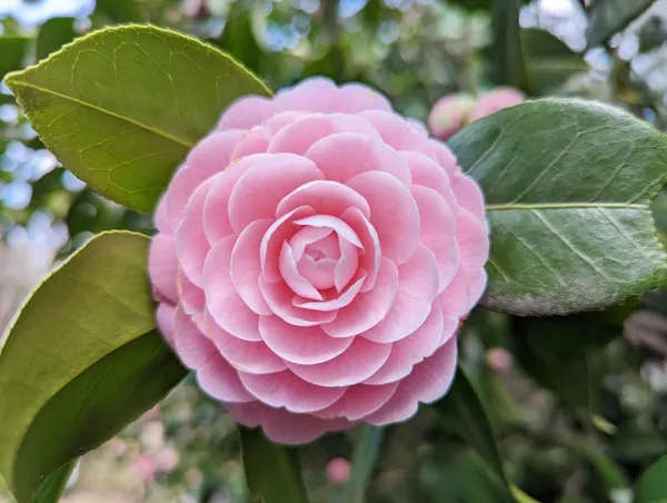 Japanese_Attractive_Pink_Camellia_Flower_Plant_For_Home_Garden_(1.5-3.5_Ft_Height)_Pack_Of_1