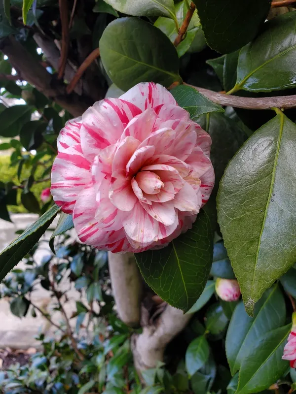 Japanese_Camellia_Flowering_Plant_&_Tree_(1.5-3.5_Ft_Height)_For_Home_Garden_Well_Watered_Camellia_Plant_(Hybrid,_Pack_Of_1)
