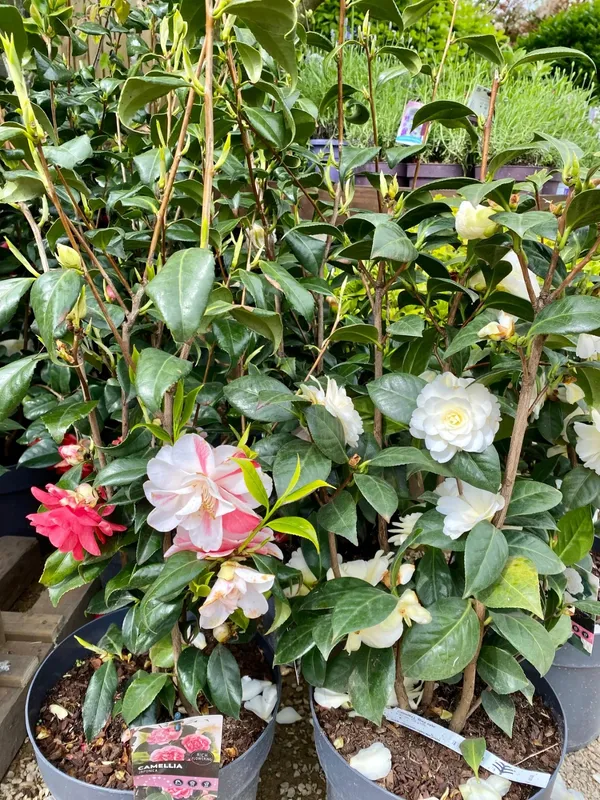 Japanese_Camellia_Flowering_Plant_&_Tree_(1.5-3.5_Ft_Height)_For_Home_Garden_Well_Watered_Camellia_Plant_(Hybrid,_Pack_Of_1)