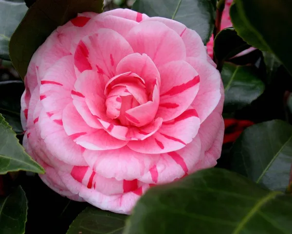 Japanese_Camellia_Flowering_Plant_&_Tree_(1.5-3.5_Ft_Height)_For_Home_Garden_Well_Watered_Camellia_Plant_(Hybrid,_Pack_Of_1)