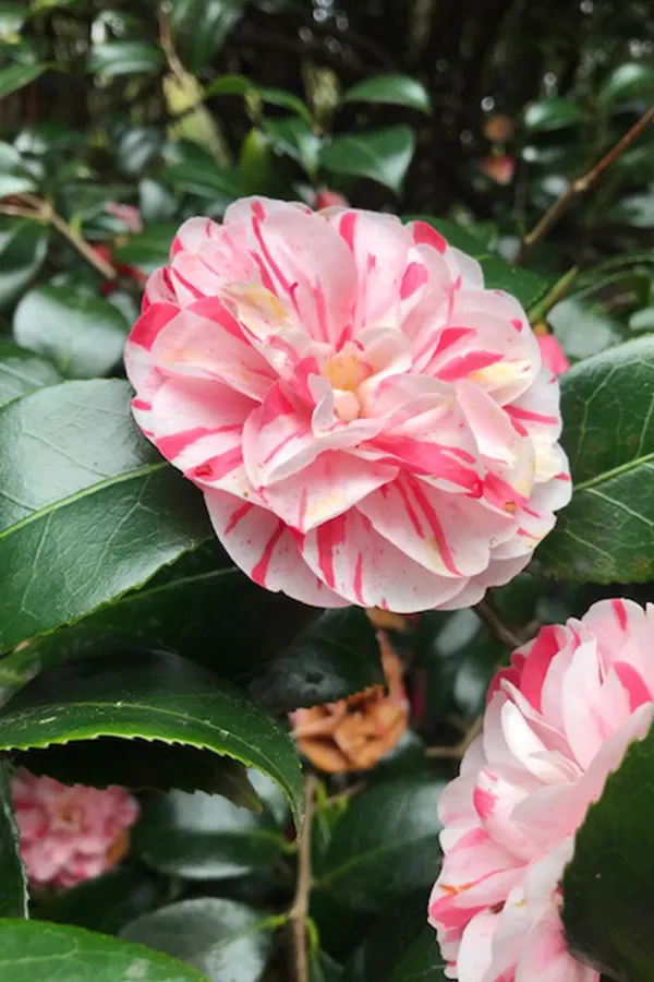 Japanese_Camellia_Flowering_Plant_&_Tree_(1.5-3.5_Ft_Height)_For_Home_Garden_Well_Watered_Camellia_Plant_(Hybrid,_Pack_Of_1)