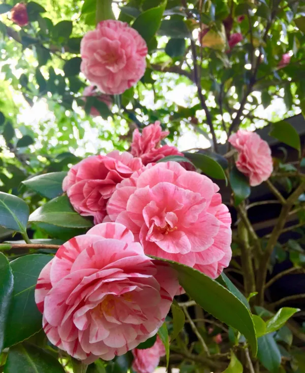 Japanese_Camellia_Flowering_Plant_&_Tree_(1.5-3.5_Ft_Height)_For_Home_Garden_Well_Watered_Camellia_Plant_(Hybrid,_Pack_Of_1)