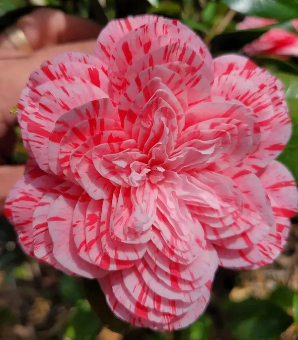 Japonica_Les_Marbury_Camellia_Flower_Plant_&_Tree_(1.5-3.5_Ft_Height)_For_Your_Sweet_Home_Garden_(Pack_Of_1)