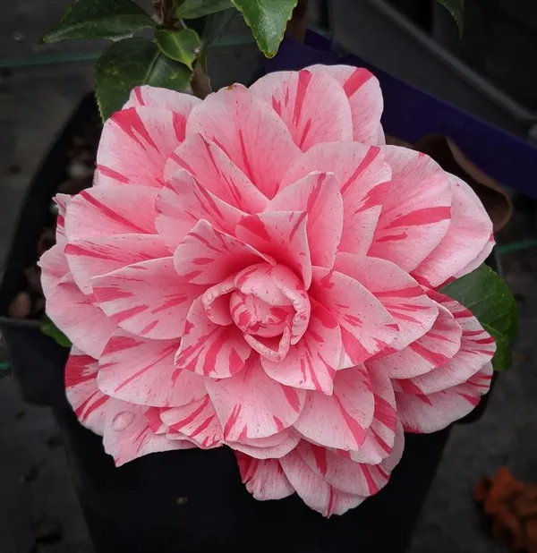 Japonica_Les_Marbury_Camellia_Flower_Plant_&_Tree_(1.5-3.5_Ft_Height)_For_Your_Sweet_Home_Garden_(Pack_Of_1)