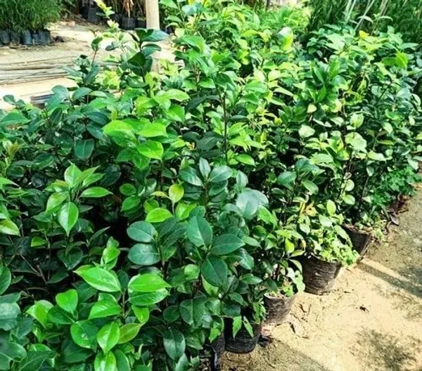 Japonica_Les_Marbury_Camellia_Flower_Plant_&_Tree_(1.5-3.5_Ft_Height)_For_Your_Sweet_Home_Garden_(Pack_Of_1)