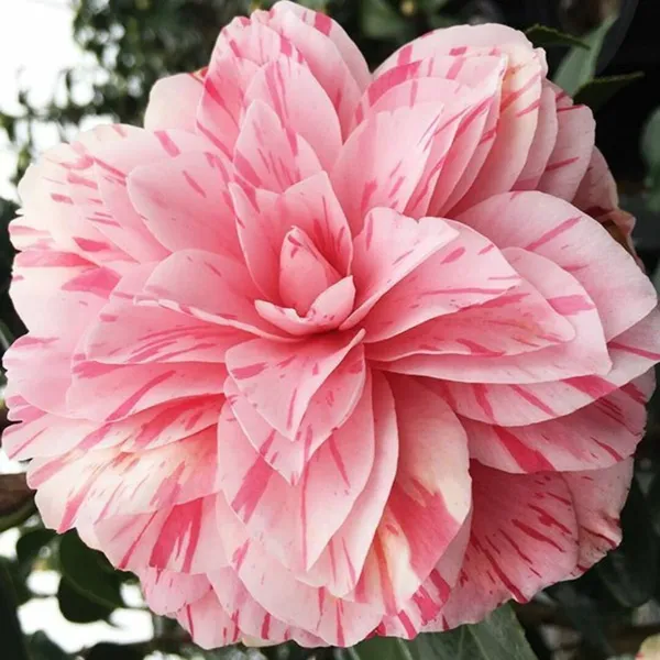 Japonica_Les_Marbury_Camellia_Flower_Plant_&_Tree_(1.5-3.5_Ft_Height)_For_Your_Sweet_Home_Garden_(Pack_Of_1)