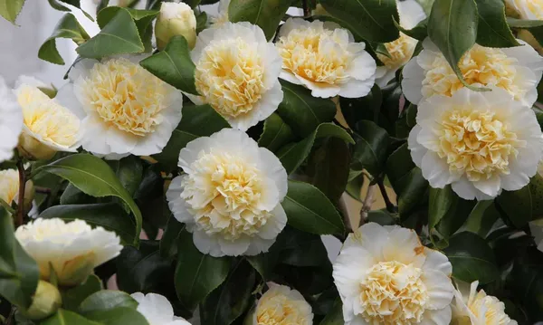 Japonica_Variety_Camellia__Flower_Plant_&_Tree_For_Your_Sweet_Home_Gardening_(1.5-3.5_Ft_Height)_Pack_Of_1