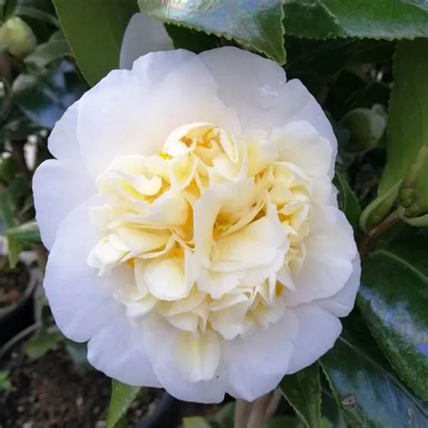 Japonica_Variety_Camellia__Flower_Plant_&_Tree_For_Your_Sweet_Home_Gardening_(1.5-3.5_Ft_Height)_Pack_Of_1