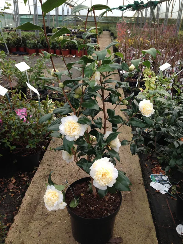 Japonica_Variety_Camellia__Flower_Plant_&_Tree_For_Your_Sweet_Home_Gardening_(1.5-3.5_Ft_Height)_Pack_Of_1