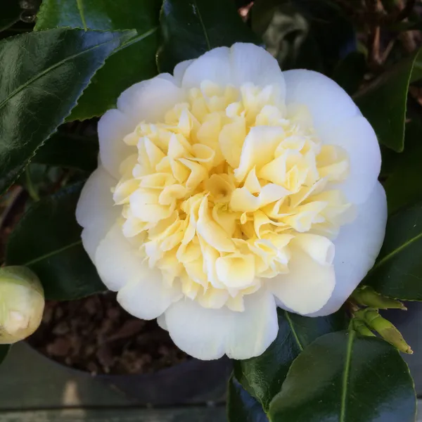 Japonica_Variety_Camellia__Flower_Plant_&_Tree_For_Your_Sweet_Home_Gardening_(1.5-3.5_Ft_Height)_Pack_Of_1